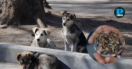 Tlaxcala registra 15 casos de gusano barrenador, con cuatro activos en caninos y sin campa&ntilde;as p&uacute;blicas reportadas por organizaciones ciudadanas.