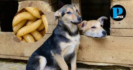 Los animales de compa&ntilde;&iacute;a, especialmente los caninos, registran la mayor incidencia acumulada dentro del monitoreo epidemiol&oacute;gico en la entidad.