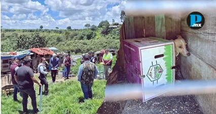 Quince perros en condiciones de desnutrici&oacute;n y hacinamiento fueron rescatados en un ejido de Calpulalpan tras una denuncia ciudadana.