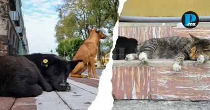 El OCPA pidi&oacute; a Tlaxcala realizar un estudio cient&iacute;fico para estimar la poblaci&oacute;n de perros y gatos, incluidos los que viven en situaci&oacute;n de calle.
