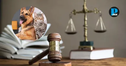 Los observatorios ciudadanos de Puebla, Jalisco y Tlaxcala pidieron que la nueva legislaci&oacute;n federal no implique retrocesos en la protecci&oacute;n animal.