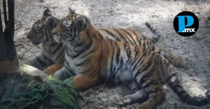 Los dos j&oacute;venes ejemplares comenzaron su proceso de adaptaci&oacute;n en el Zool&oacute;gico del Altiplano.