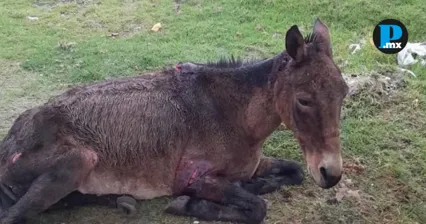 La organizaci&oacute;n denunci&oacute; que el equino fue encontrado sin vida antes de que pudiera recibir atenci&oacute;n veterinaria y pidi&oacute; investigar qui&eacute;n era su propietario y la actuaci&oacute;n de Protecci&oacute;n Civil.